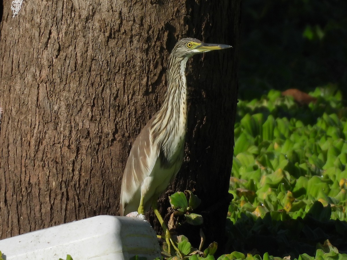 Чапля китайська - ML646336278