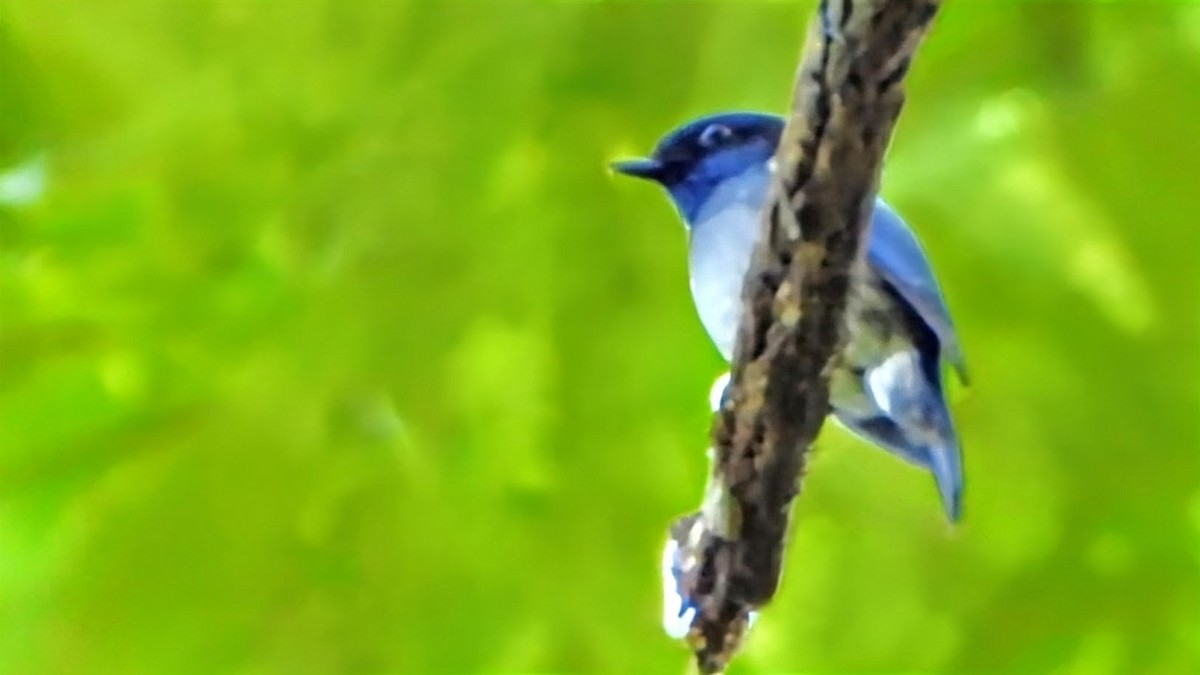 Нільтава мала - ML646336279