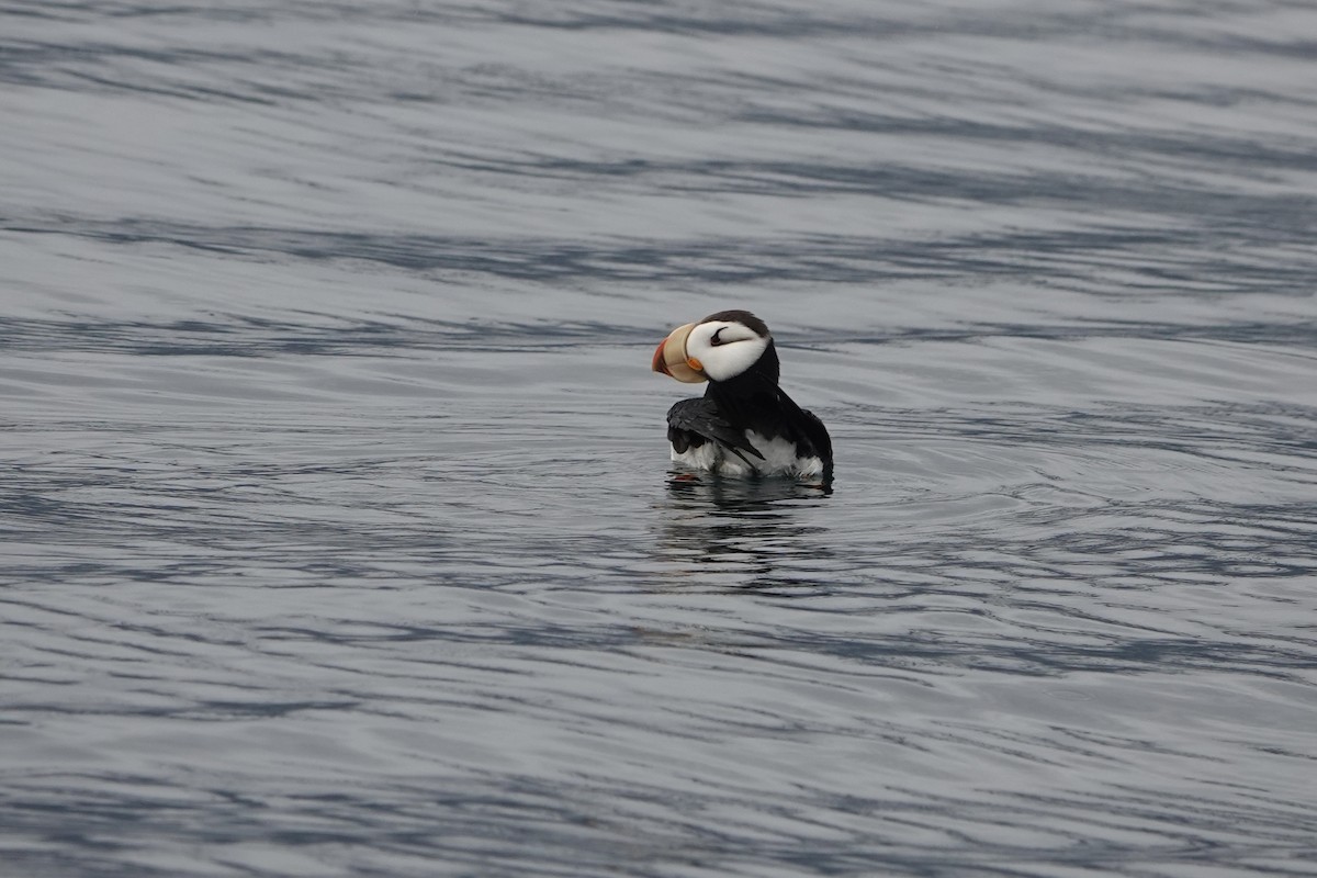 Іпатка тихоокеанська - ML646336282