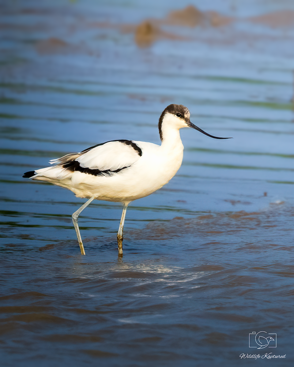 Чоботар синьоногий - ML646336285