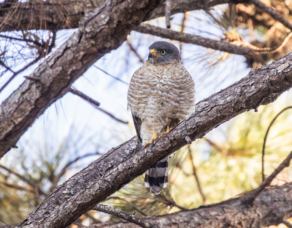 Канюк великодзьобий - ML646336286