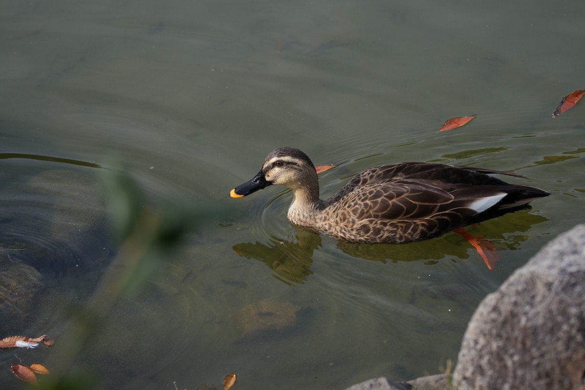 Eastern Spot-billed Duck - ML646336291