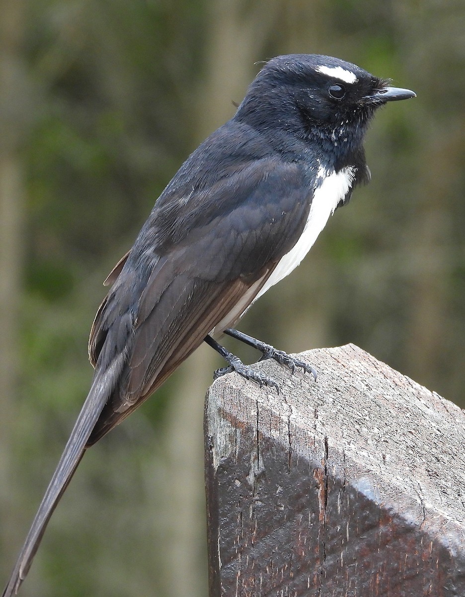 Willie-wagtail - ML646336293