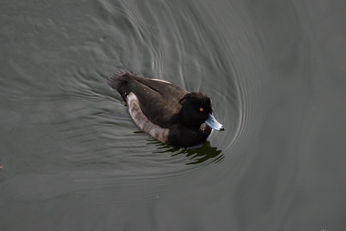 Tufted Duck - ML646336294
