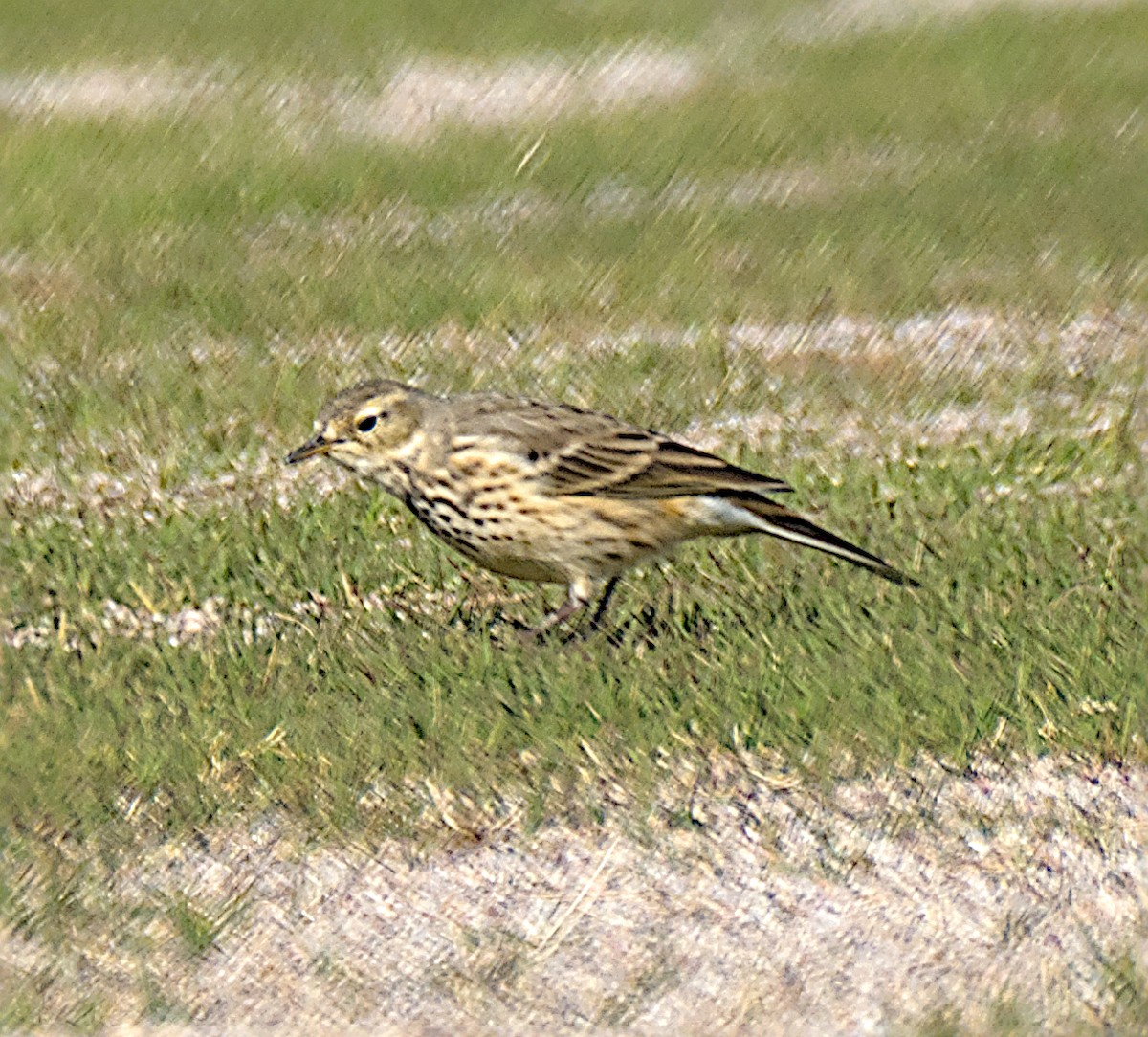 Amerika İncirkuşu - ML646336295