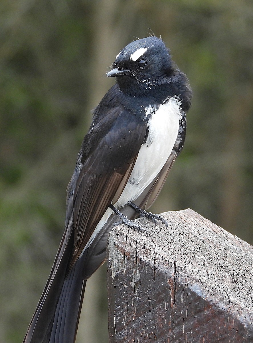 Willie-wagtail - ML646336297