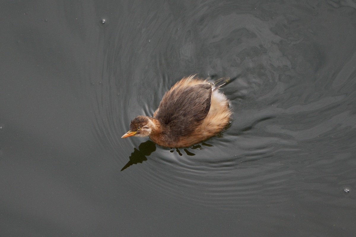 Little Grebe - ML646336298