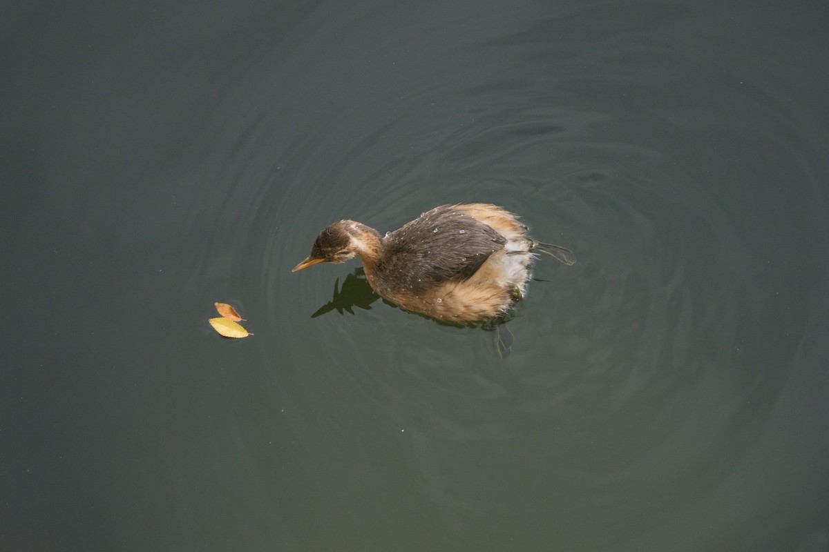 Little Grebe - ML646336299