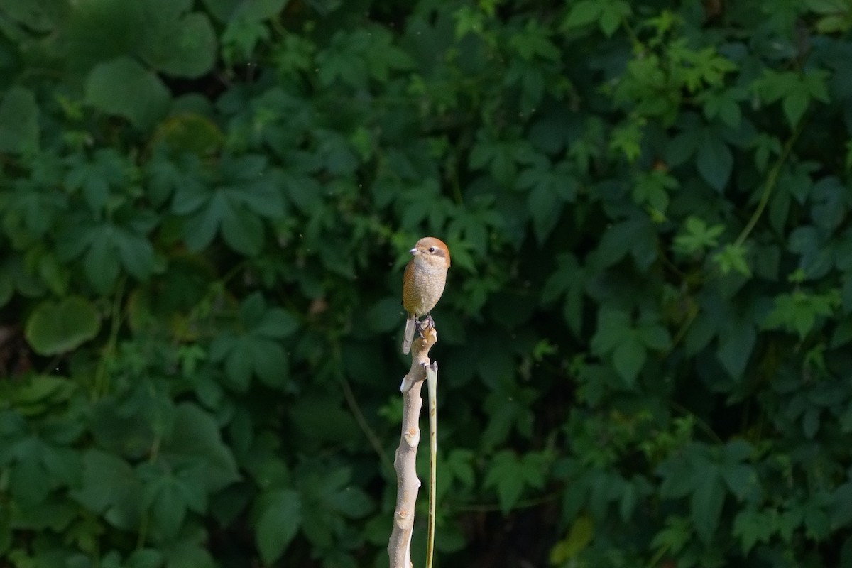 Bull-headed Shrike - ML646336301