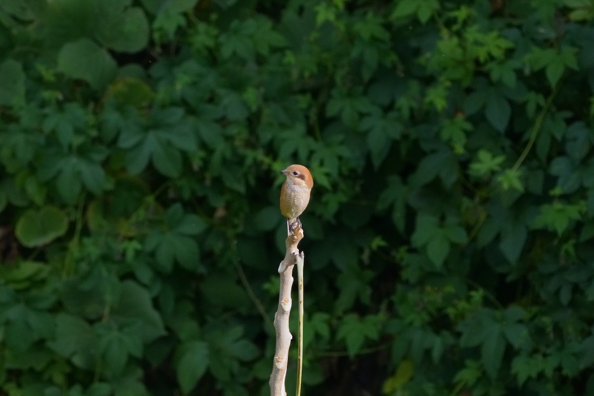 Bull-headed Shrike - ML646336302