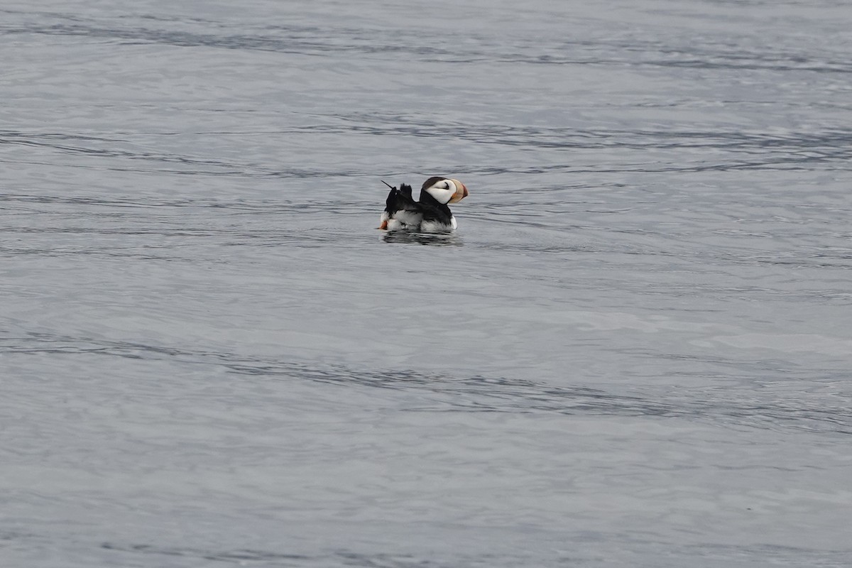 Hornlund - ML646336305