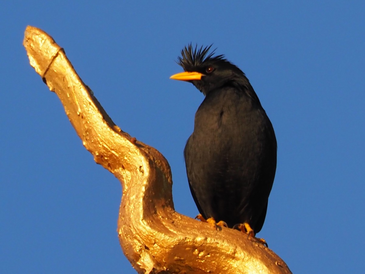 majna velká - ML646336308