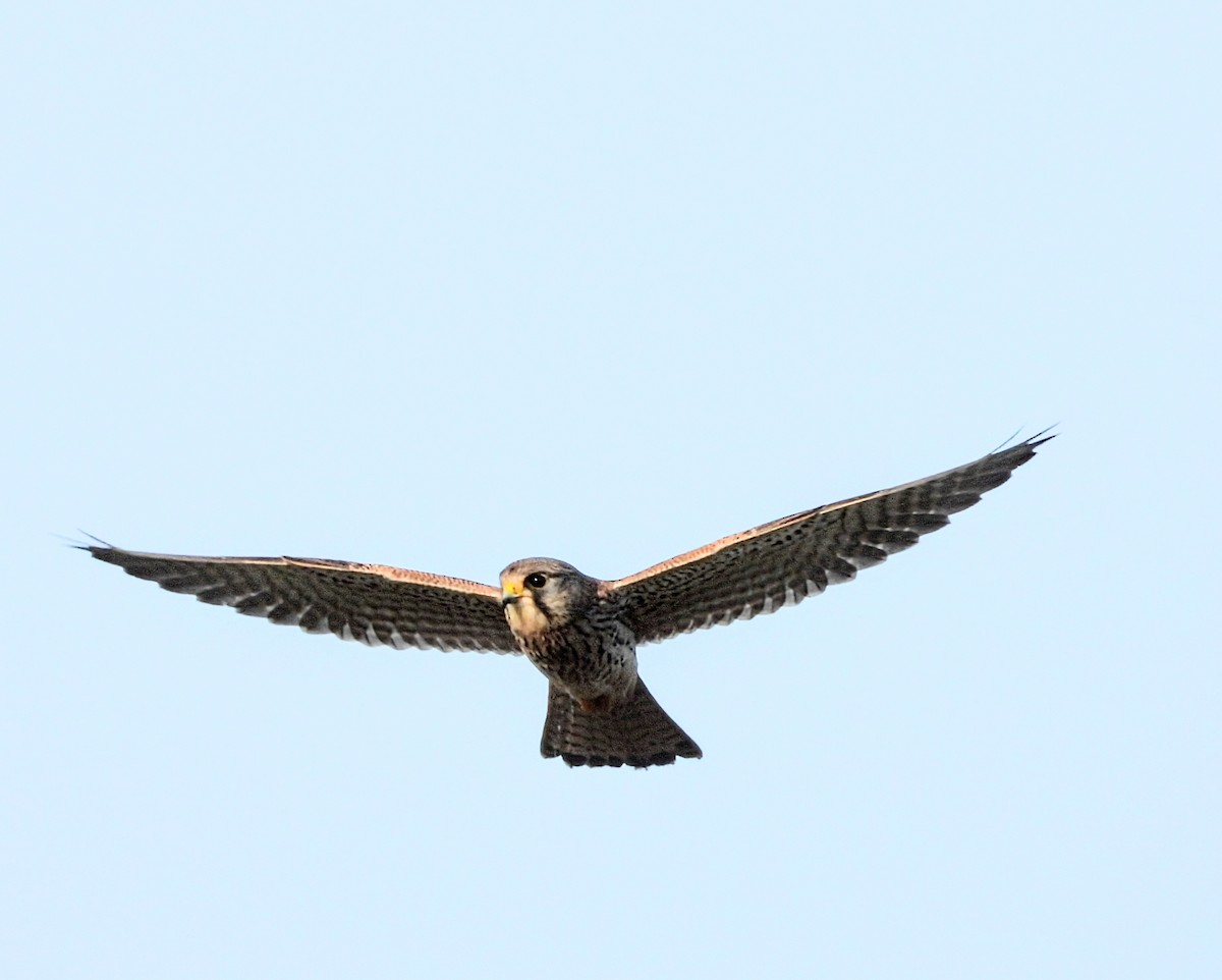 Eurasian Kestrel - ML646336309