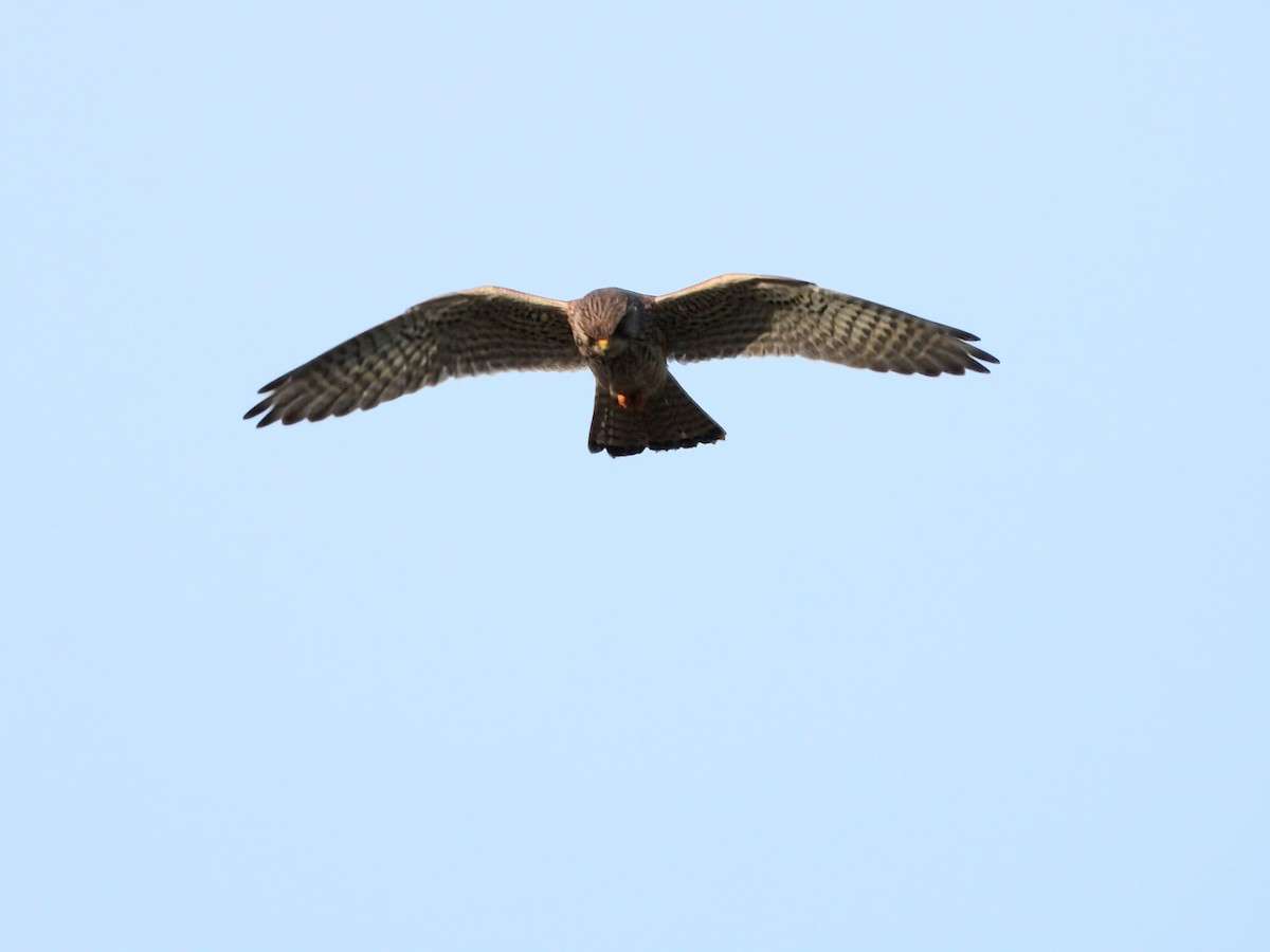 Eurasian Kestrel - ML646336310