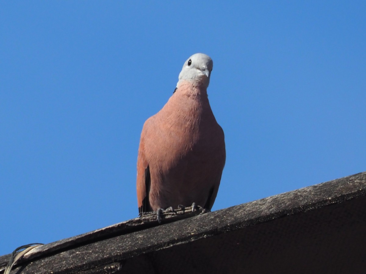 hrdlička jihoasijská - ML646336316