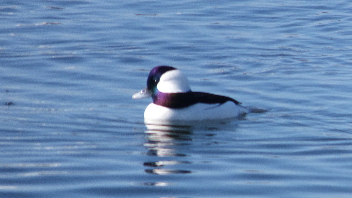 Bufflehead - ML646336317