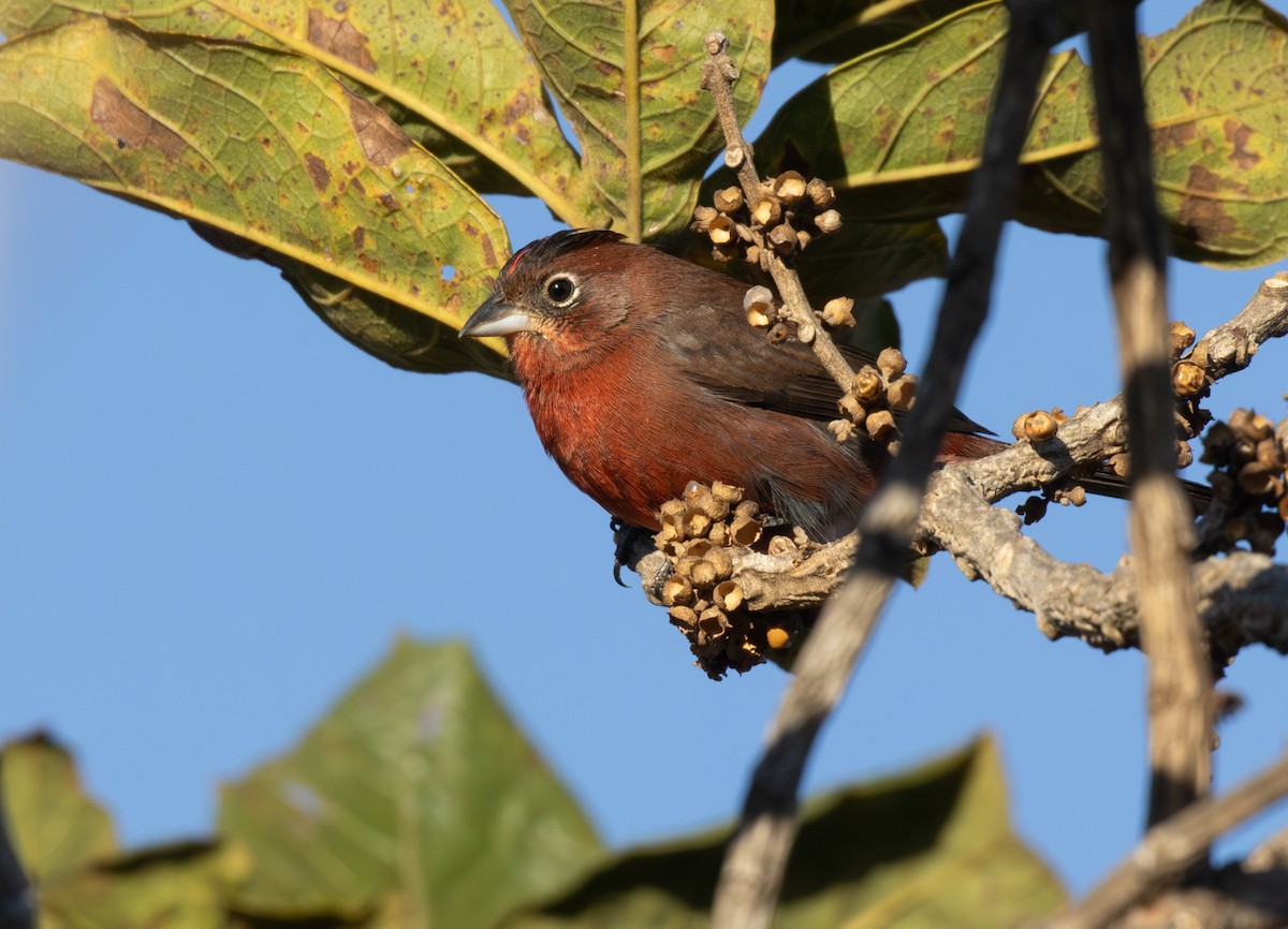 Red-crested Finch - ML646336318