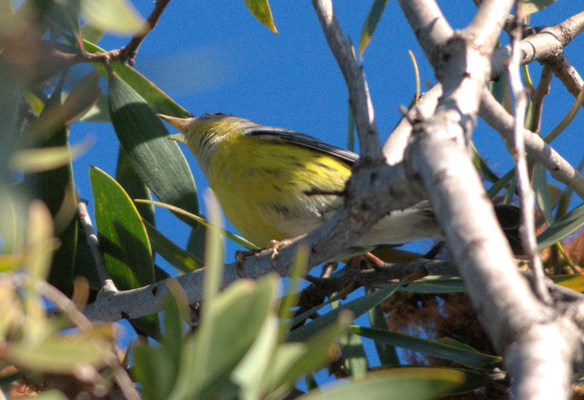 lesňáček tajgový - ML646336321