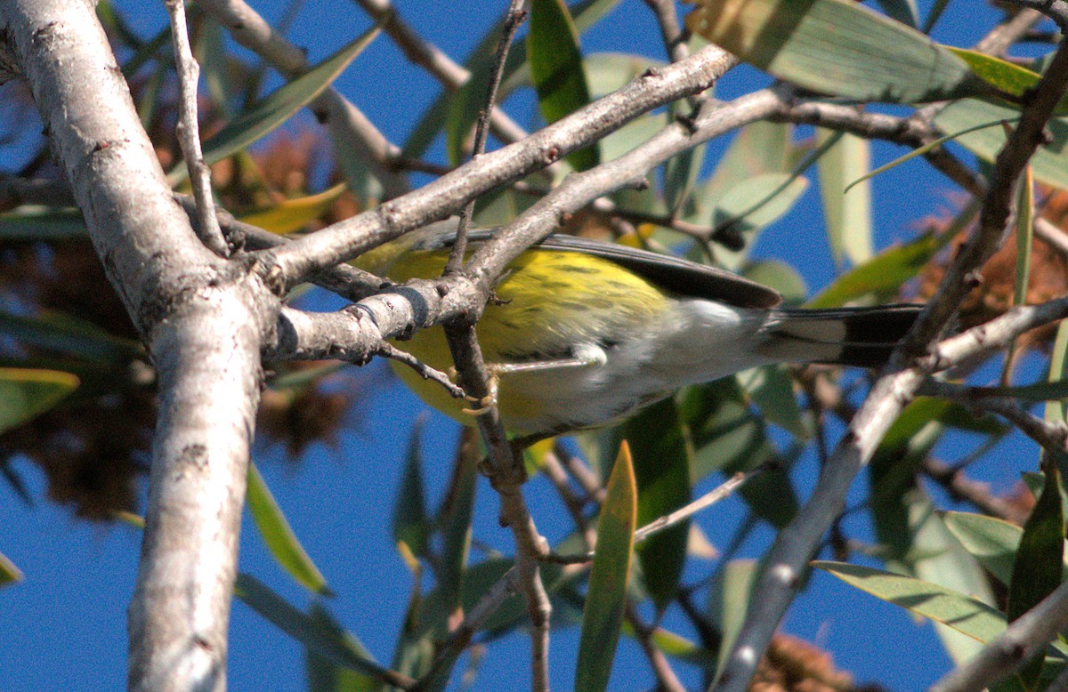 lesňáček tajgový - ML646336323