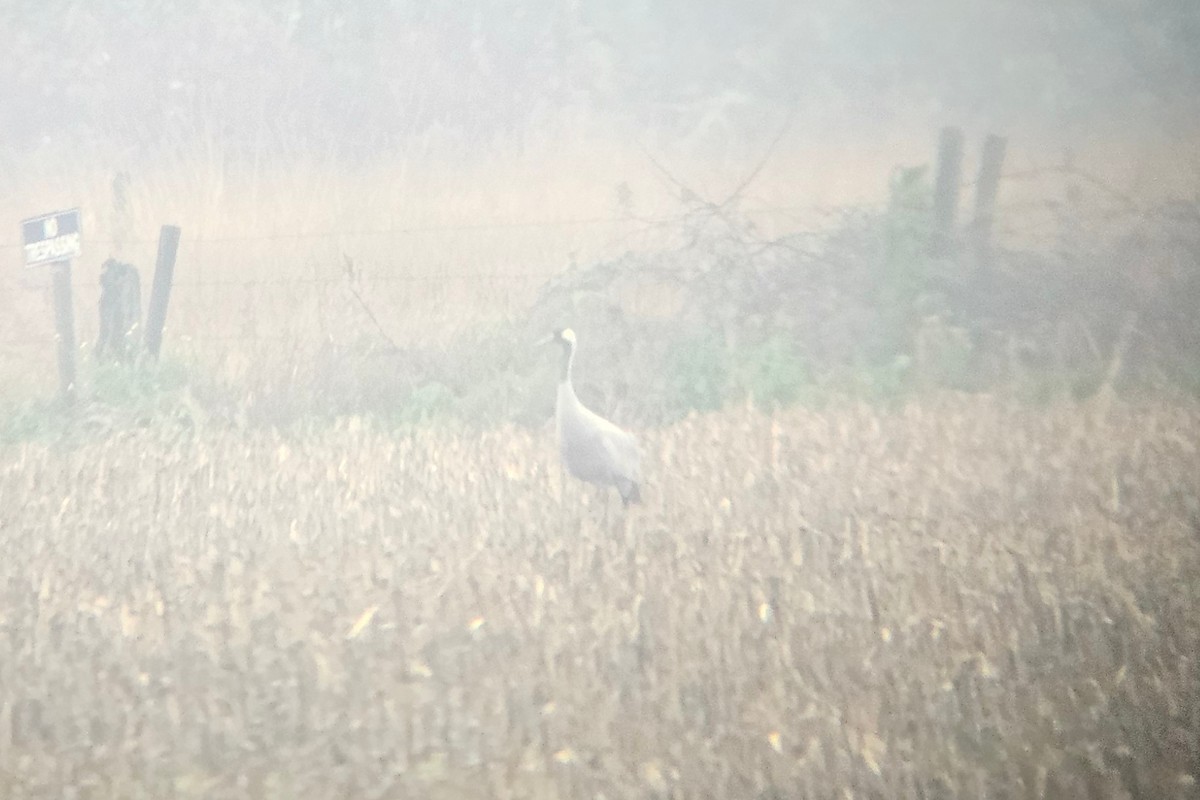Common Crane - ML646336325