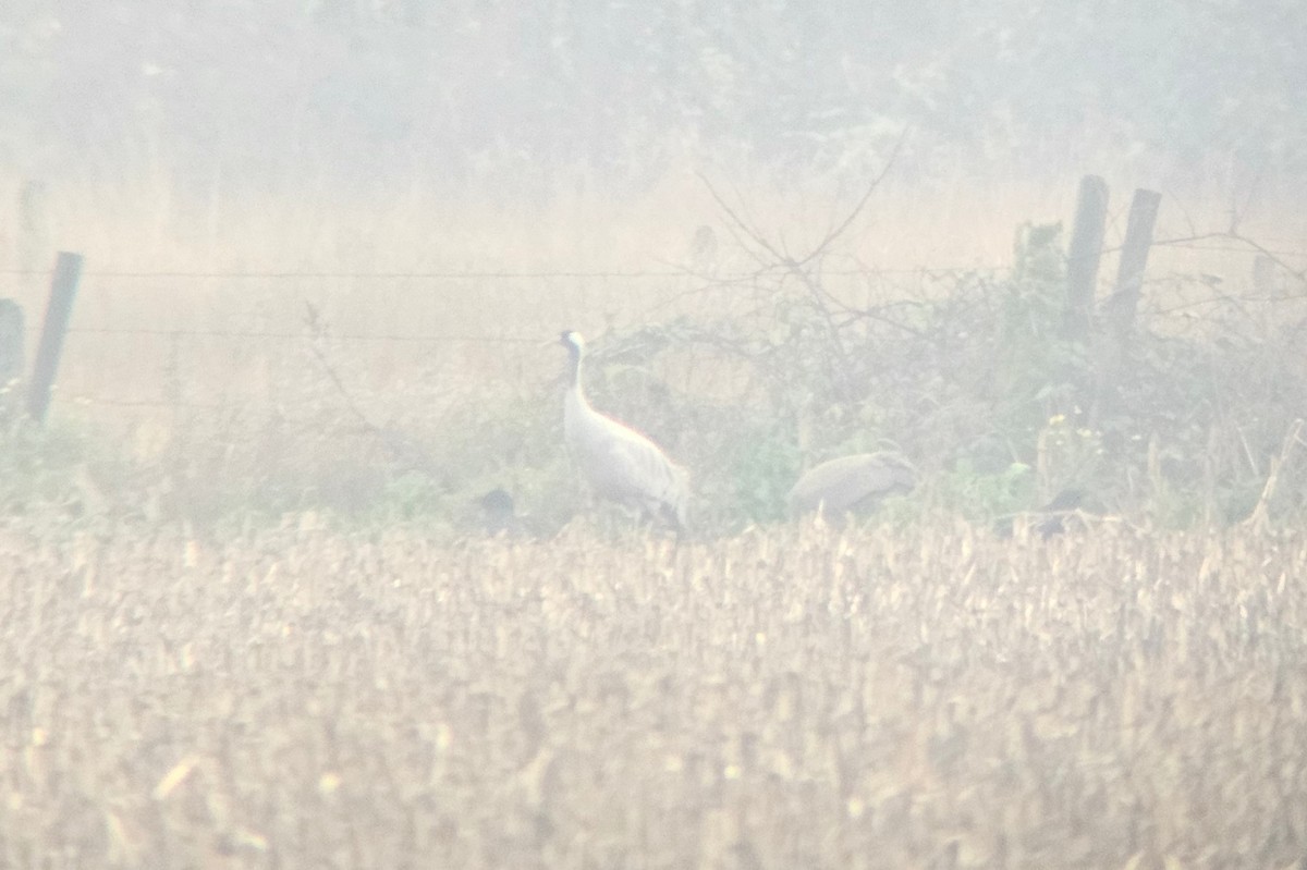 Common Crane - ML646336326