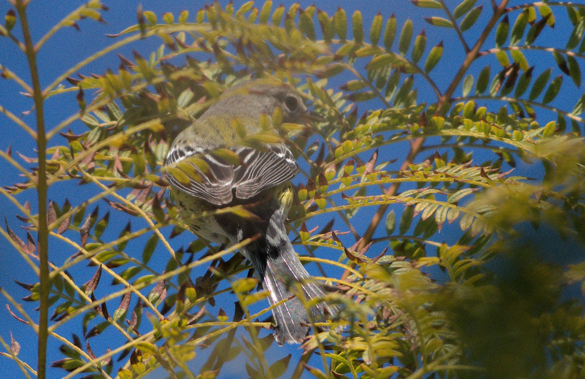 lesňáček tajgový - ML646336328