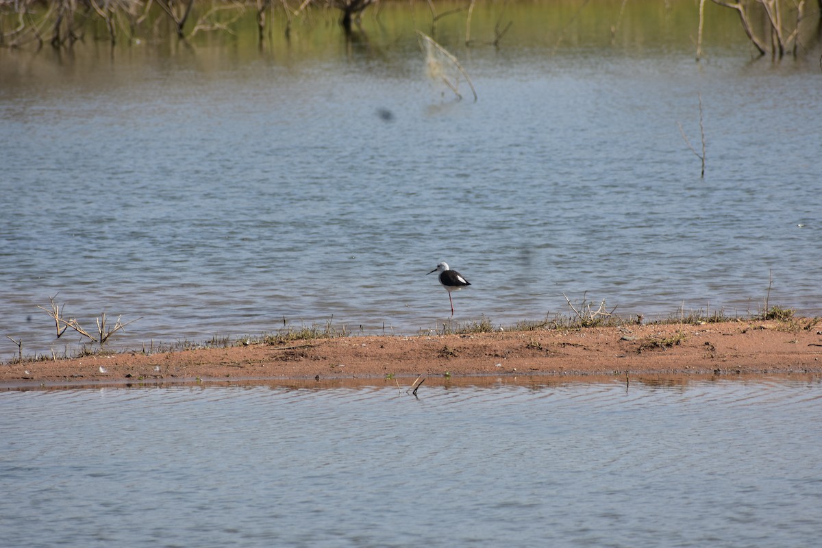 Zankaluze eurasiarra - ML646336329