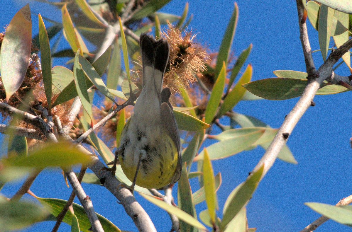 lesňáček tajgový - ML646336330
