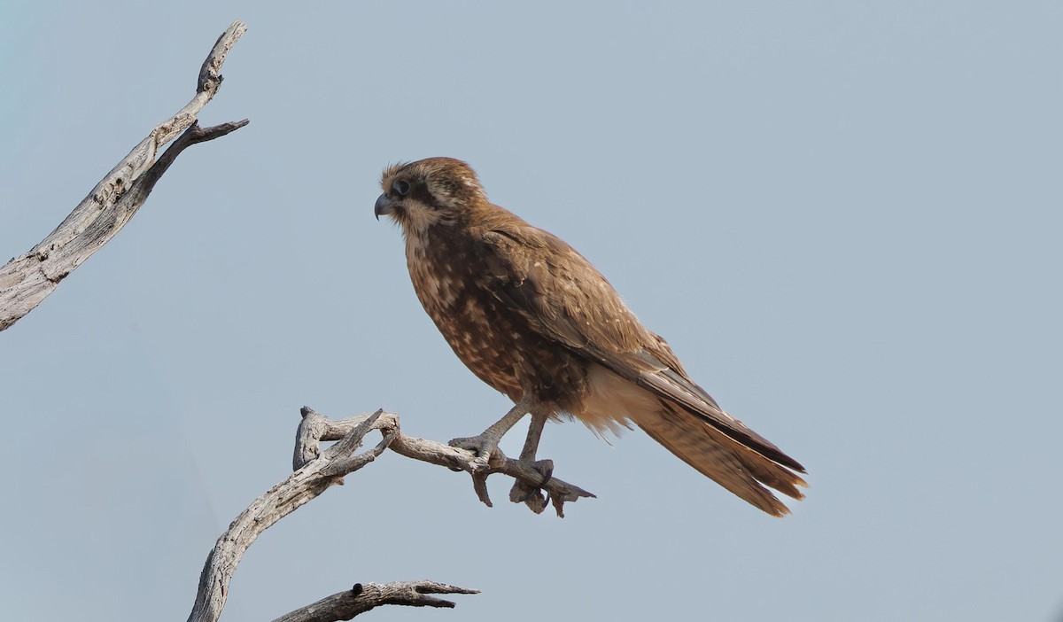 Brown Falcon - ML646336331
