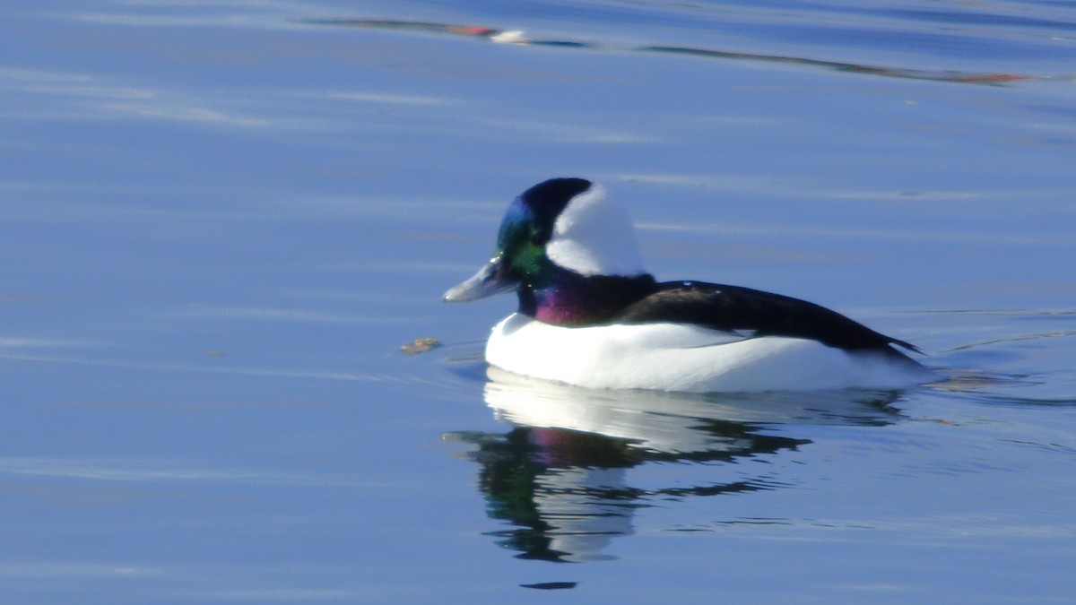 Bufflehead - ML646336332
