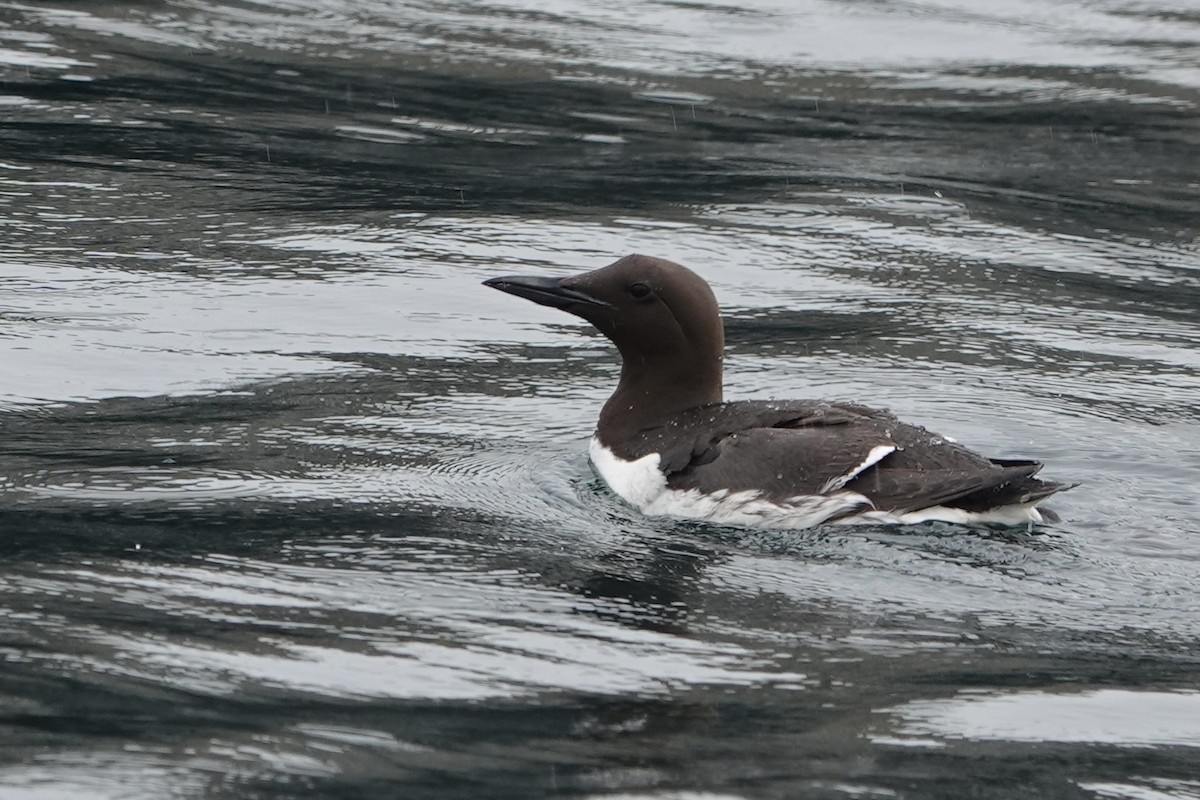 Trottellumme - ML646336334