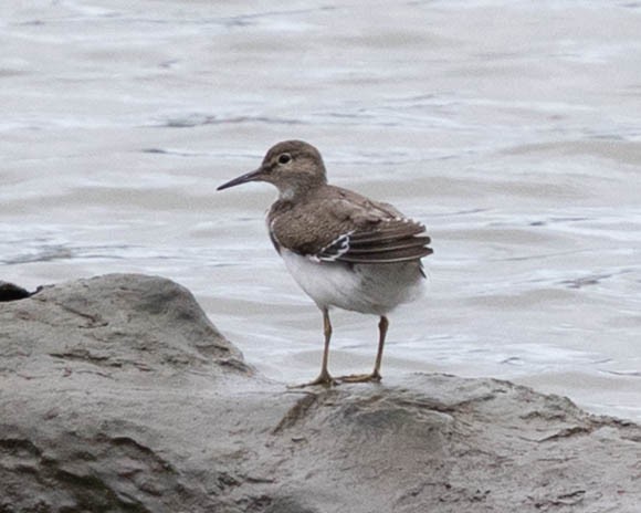 Common Sandpiper - ML646336335