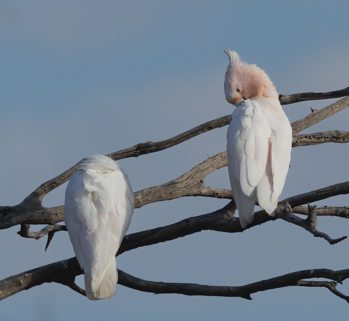 Pink Cockatoo - ML646336336