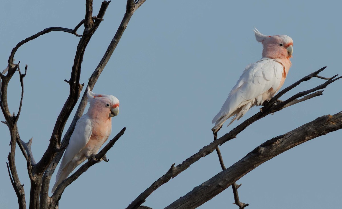 Pink Cockatoo - ML646336337