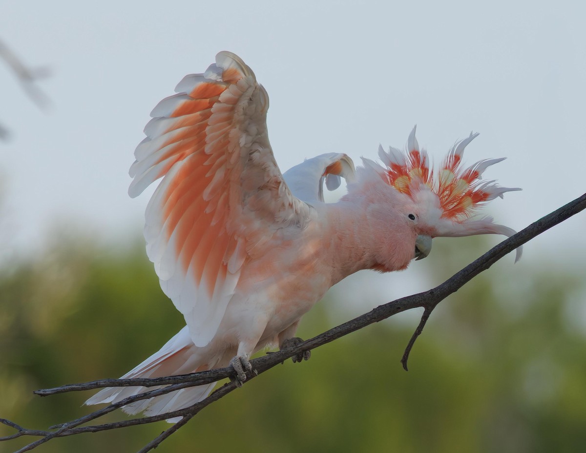 Pink Cockatoo - ML646336338