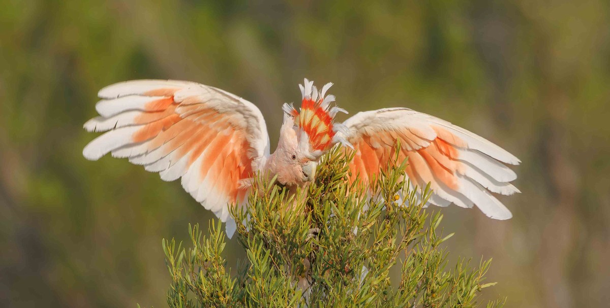 Pink Cockatoo - ML646336339