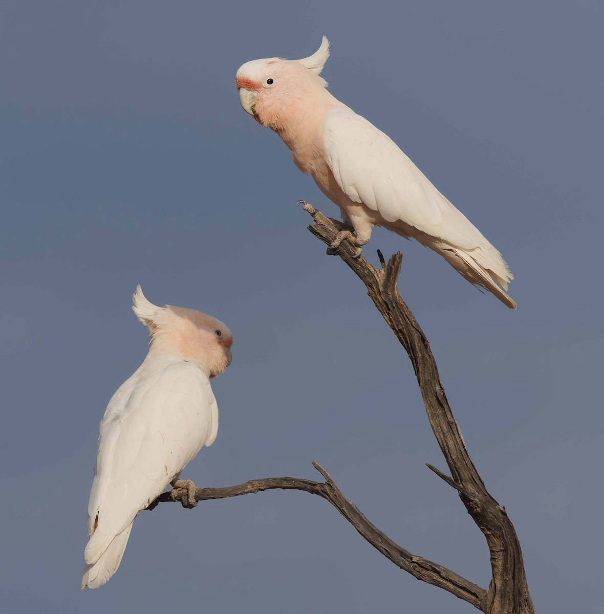 Pink Cockatoo - ML646336340