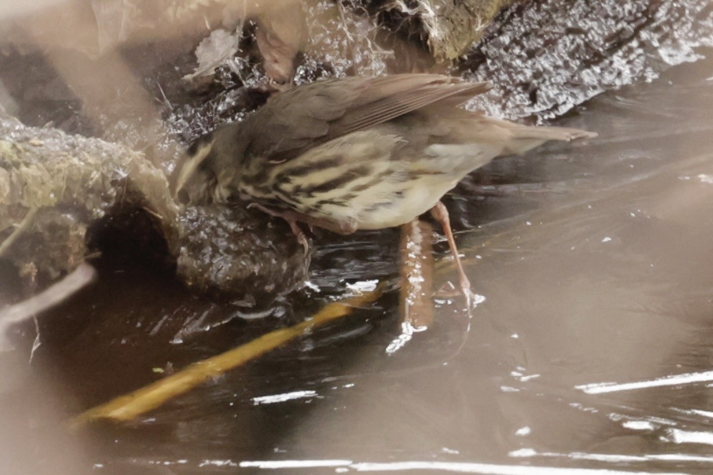 Northern Waterthrush - ML646336341