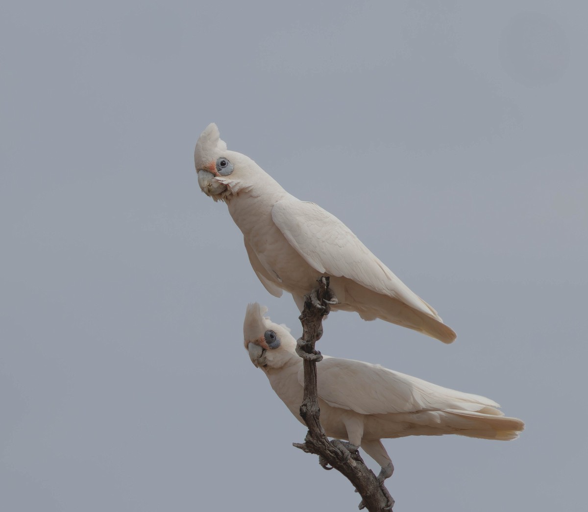 Little Corella - ML646336346