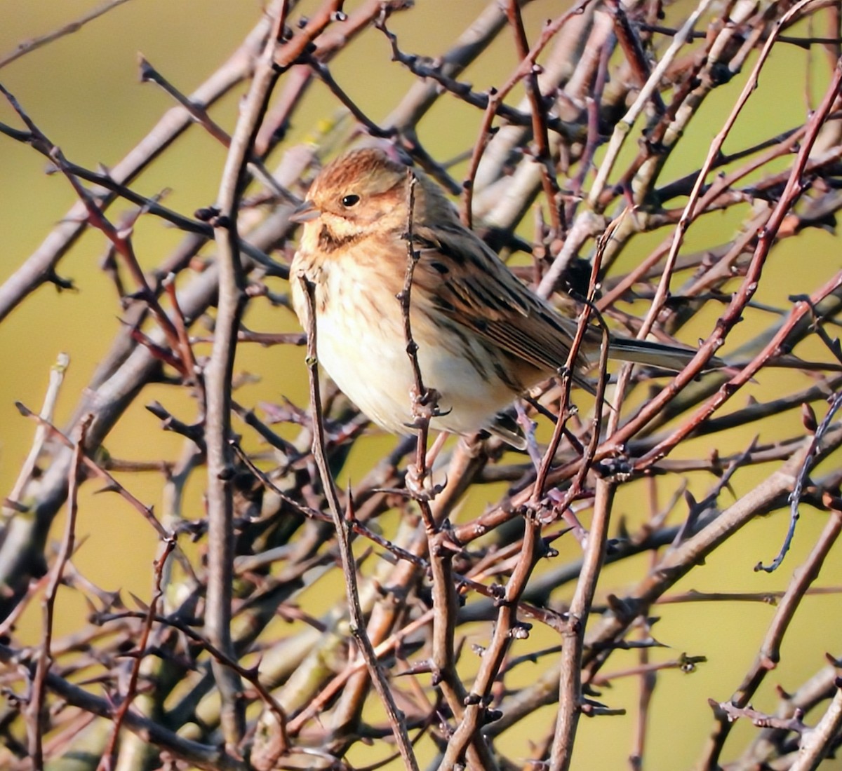 Reed Bunting - ML646336348