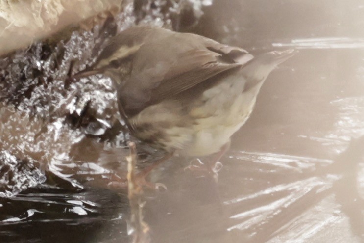 Drosselwaldsänger - ML646336352