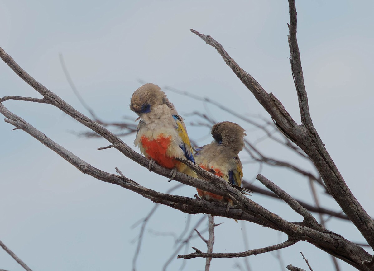 Greater Bluebonnet - ML646336353