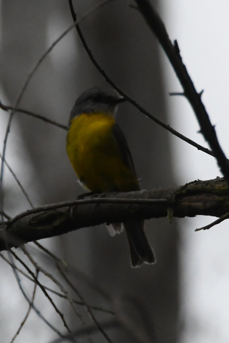 Eastern Yellow Robin - ML646336357