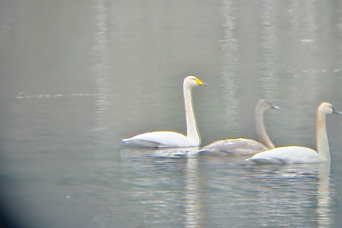 Whooper Swan - ML646336358