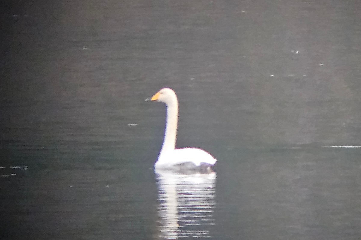 Whooper Swan - ML646336359