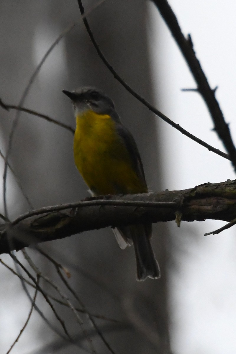 Eastern Yellow Robin - ML646336361