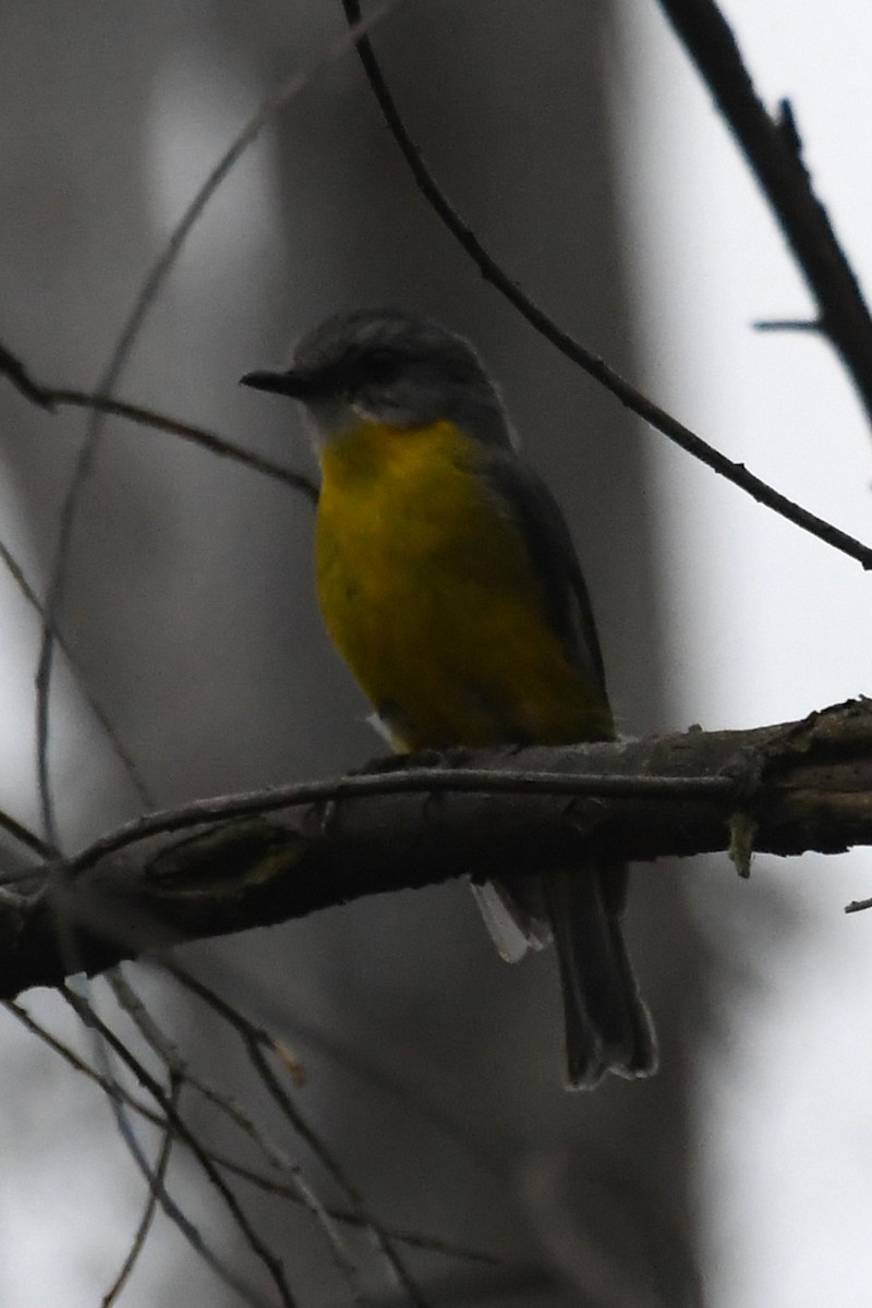 Eastern Yellow Robin - ML646336362