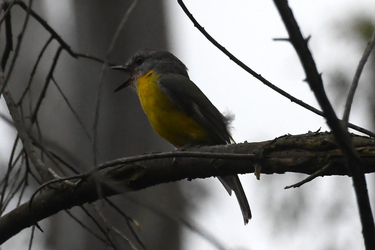 Eastern Yellow Robin - ML646336366