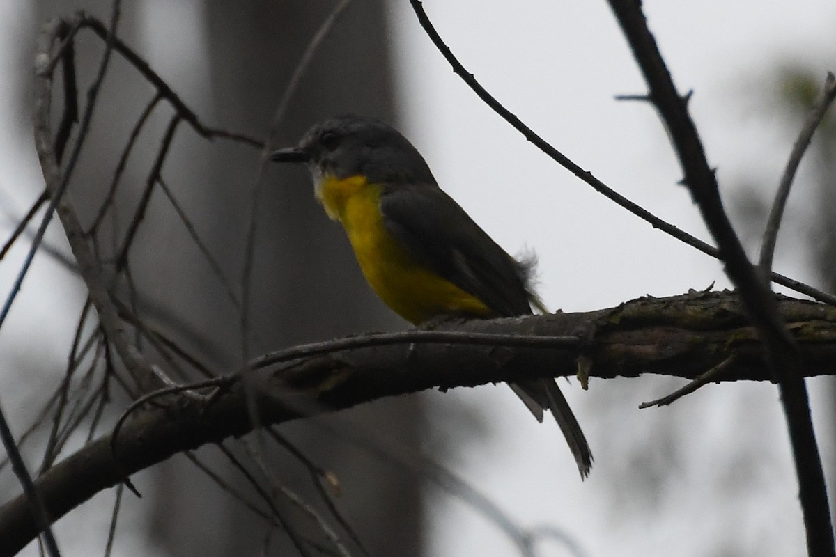 Eastern Yellow Robin - ML646336367