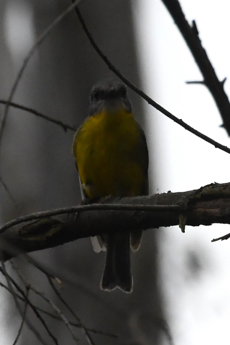 Eastern Yellow Robin - ML646336369